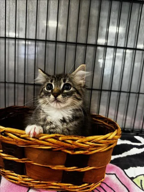 A baby small-sized female Domestic Short Hair cat named Hockey for adoption in Van Nuys, CA