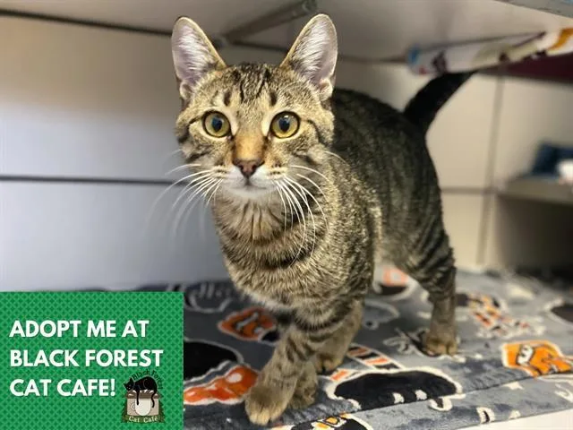 A young medium-sized male Domestic Short Hair cat named Monkey for adoption in Fort Wayne, IN