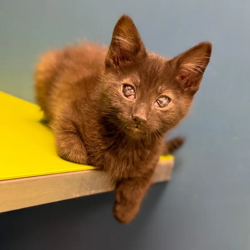 A baby small-sized female Black Domestic Short Hair cat named Nilla for adoption in Watertown, NY