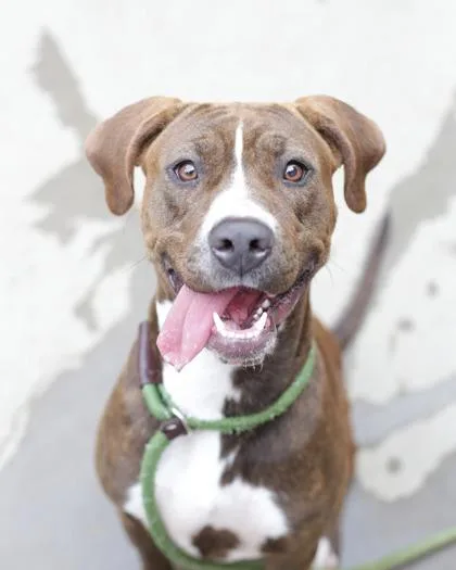 An adult large-sized female Mixed Breed dog named Zina for adoption in Chamblee, GA