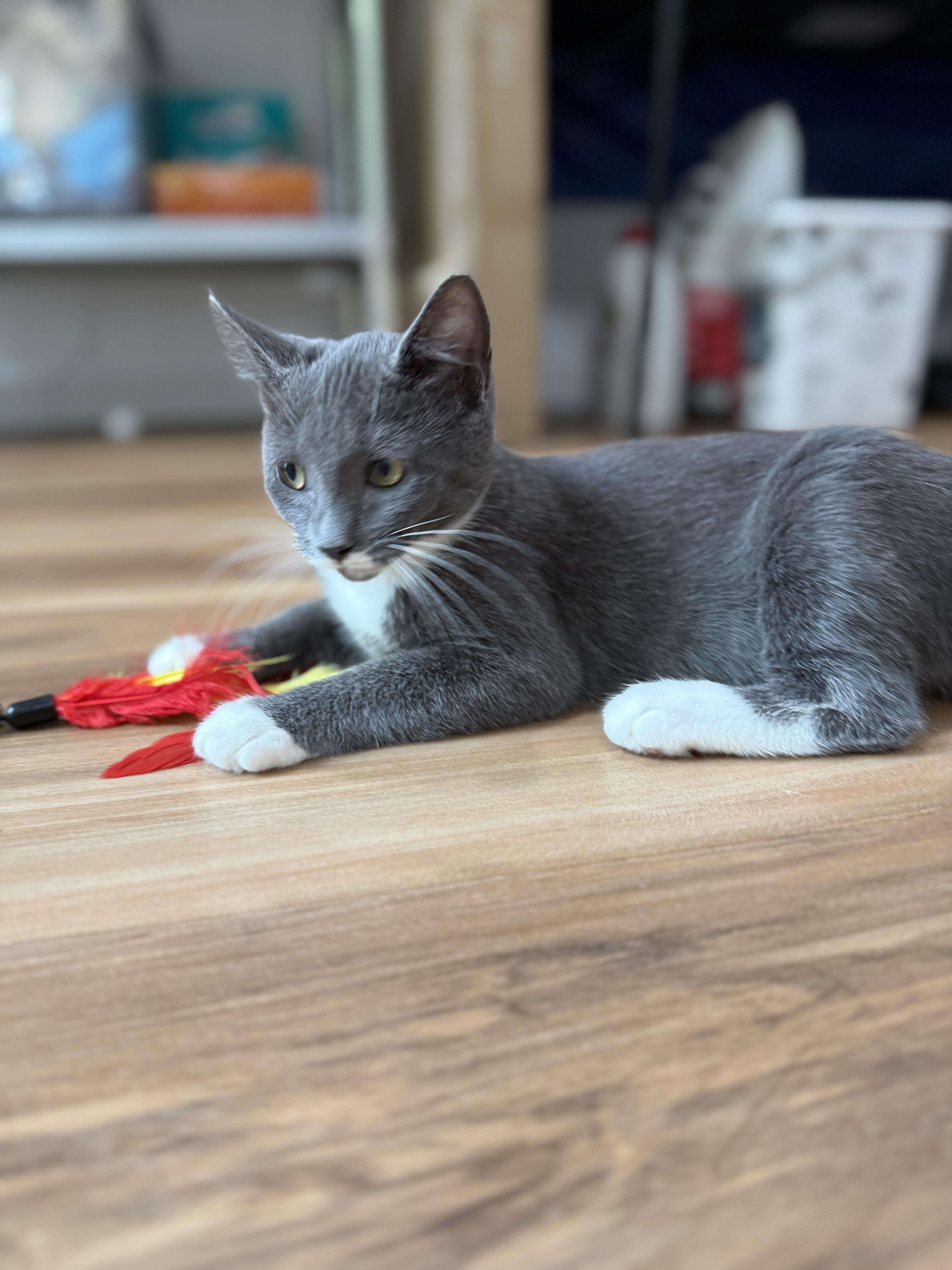 A baby medium-sized female Gray & White Domestic Short Hair cat named Athena Solis for adoption in Stowe, PA