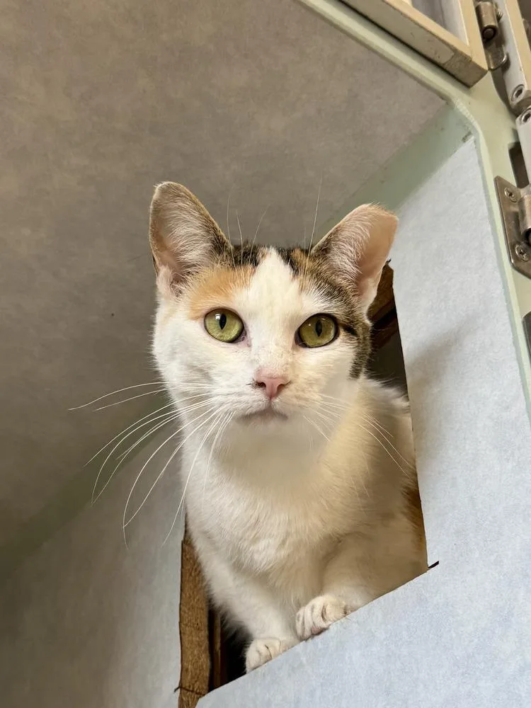 An adult medium-sized female Black & White / Tuxedo Domestic Short Hair cat named Dutchess for adoption in Papillion, NE