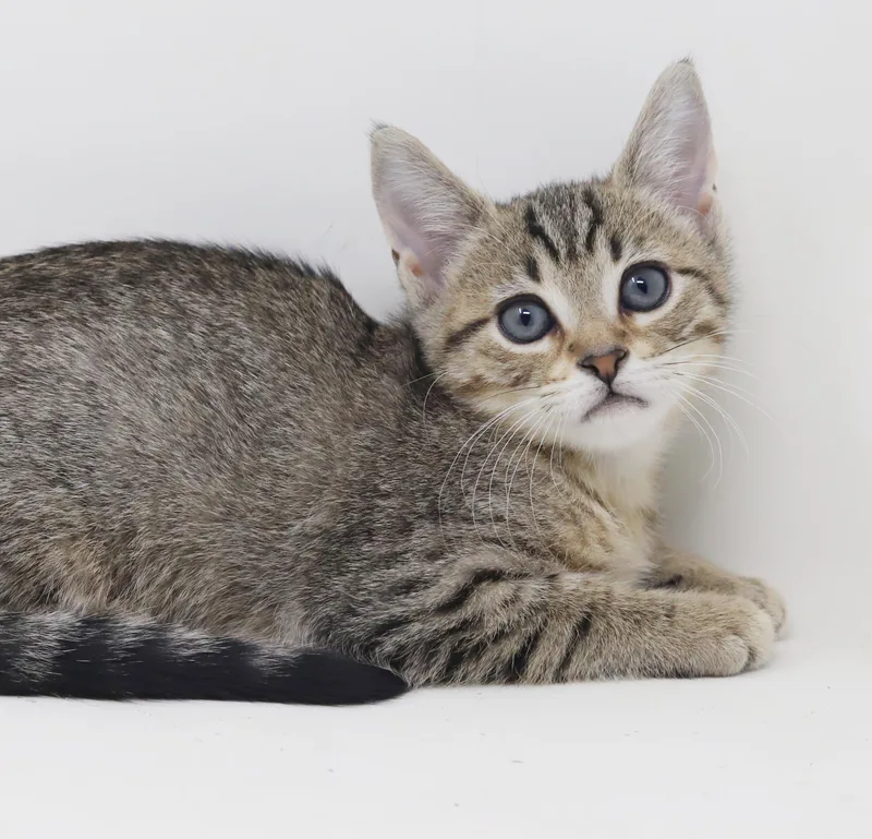 A baby small-sized female Bengal cat named Arcana is AMAZING for adoption in Bedford Hills, NY
