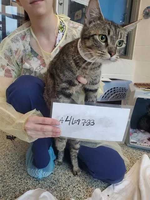 A young small-sized female Domestic Short Hair cat named Paper for adoption in Boston, MA