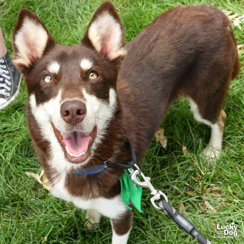 A young medium-sized female Australian Shepherd dog named Rock Star for adoption in Washington, DC
