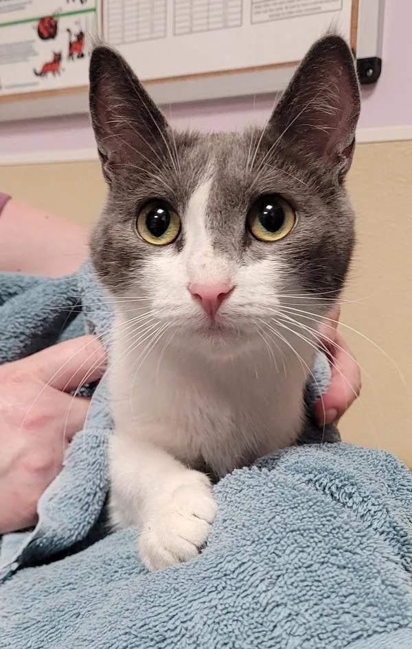 A young small-sized female Domestic Short Hair cat named Chia for adoption in Vancouver, WA