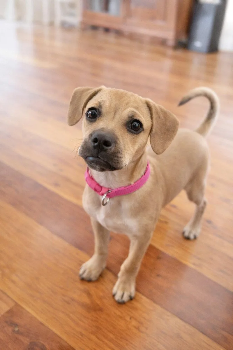 A young medium-sized female Beagle dog named Cora for adoption in Oakhurst, NJ
