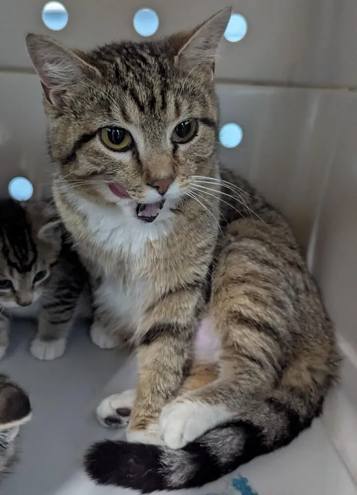 An adult medium-sized female Domestic Short Hair cat named Mystic for adoption in Evansville, IN