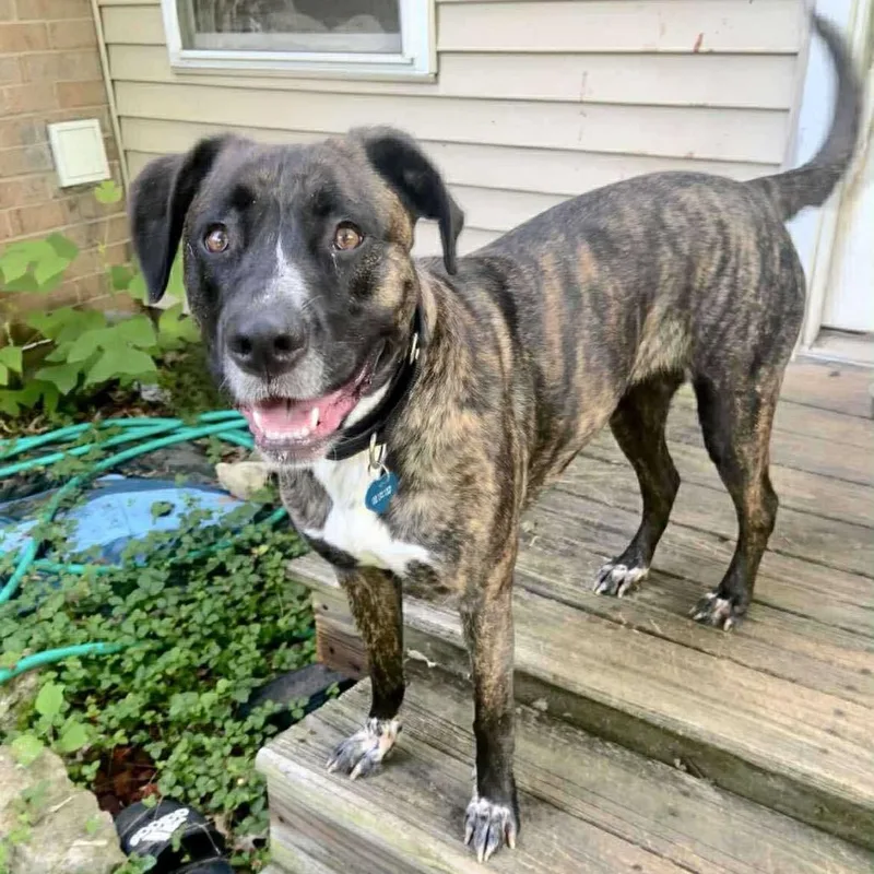 An adult small-sized female Brindle German Shorthaired Pointer dog named Cova for adoption in Farmersville, OH