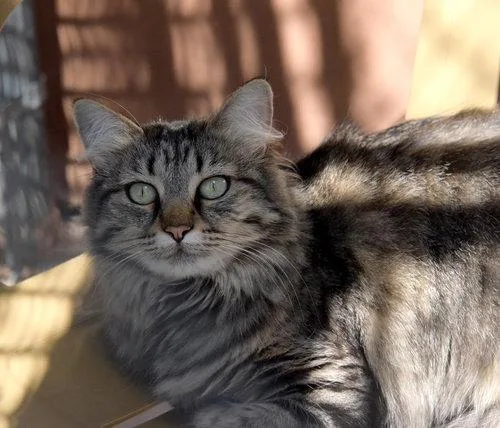 An adult extra large-sized female Domestic Long Hair cat named Lola for adoption in Santa Fe, NM