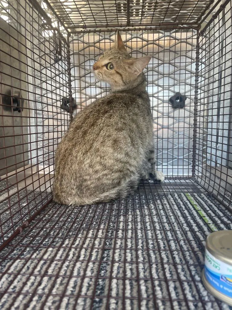 A young small-sized male Domestic Short Hair cat named Bergie for adoption in New Braunfels, TX