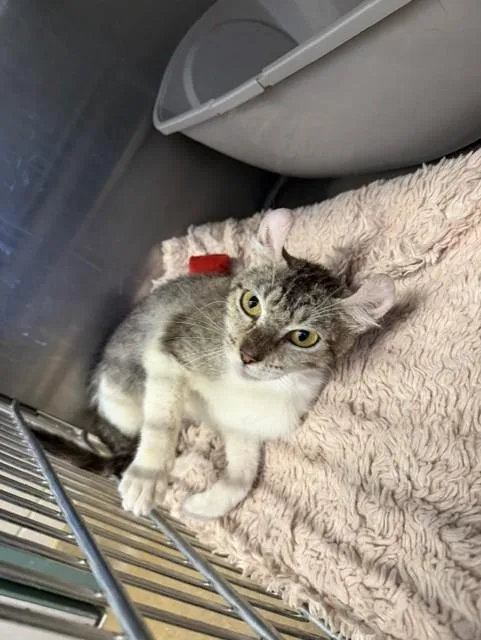 A young medium-sized female Domestic Short Hair cat named Petal for adoption in Santa Maria, CA