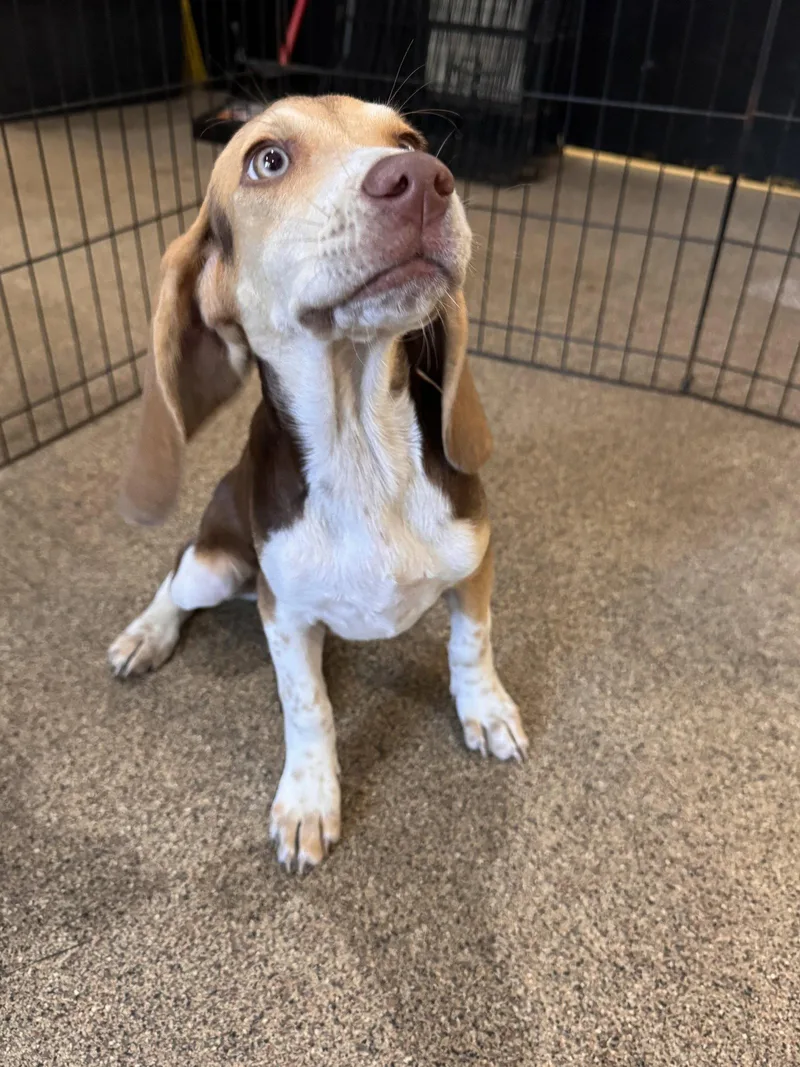A baby small-sized female Beagle dog named Penny for adoption in Sanford, FL