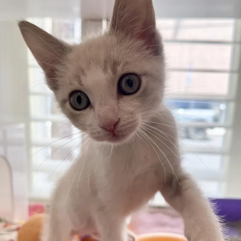 A baby small-sized female Domestic Short Hair cat named Jagermeister for adoption in Los Angeles, CA