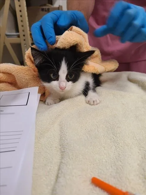 A baby small-sized female Domestic Short Hair cat named Calabrian for adoption in Derwood, MD