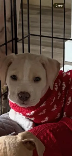 Blizzard thumbnail 3