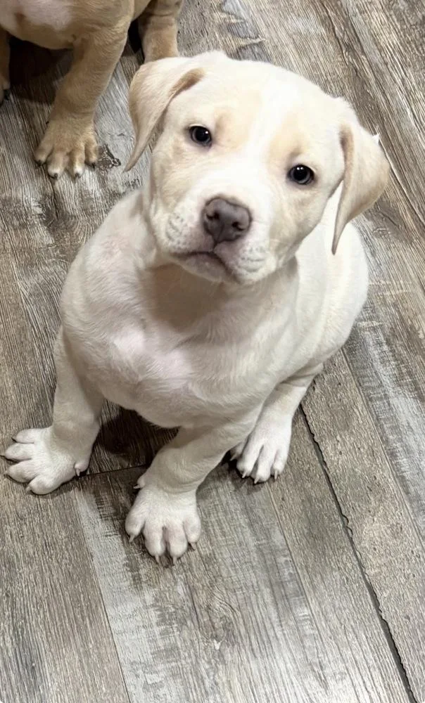 Blizzard thumbnail 4