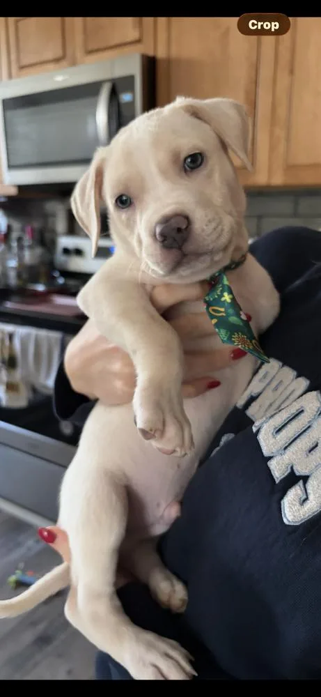 Blizzard thumbnail 6