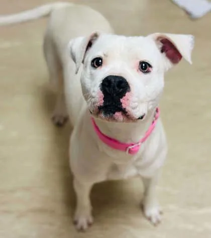 An adult large-sized female Mixed Breed dog named Dahlia for adoption in West Chester, PA