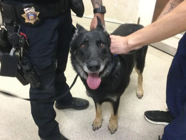 An adult large-sized male German Shepherd Dog dog named Chico for adoption in Riverside, CA