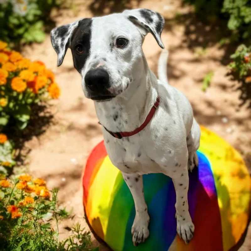 An adult medium-sized male White / Cream Pointer dog named Jack for adoption in Springfield, MO