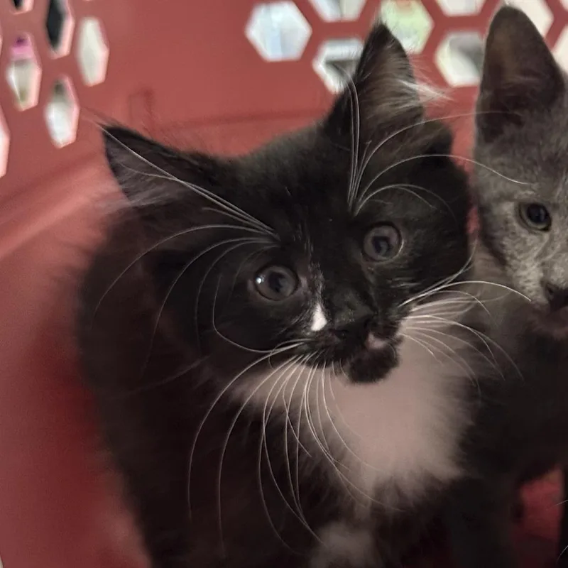 A baby small-sized male Domestic Long Hair cat named Big Mac for adoption in Forest Park, IL