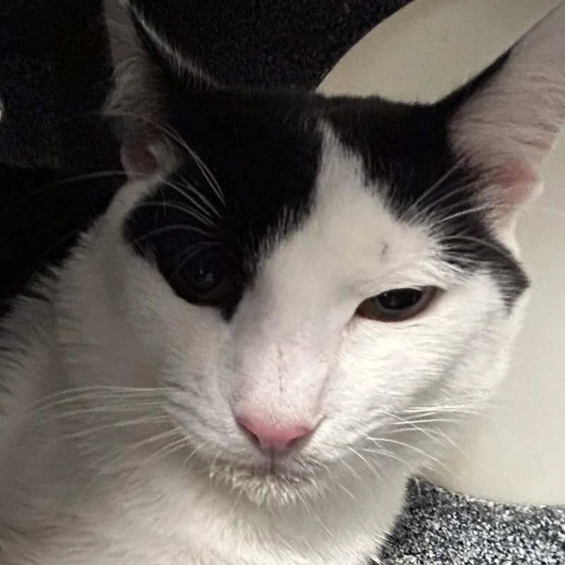 An adult medium-sized male White Domestic Short Hair cat named Spot for adoption in Greenville, SC