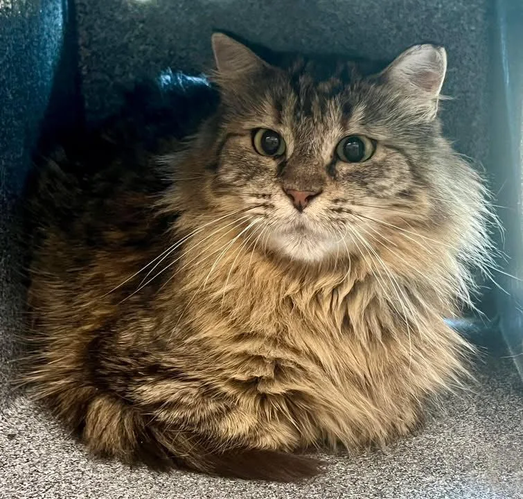 An adult medium-sized female Brown / Chocolate Domestic Long Hair cat named Maxine for adoption in Plover, WI