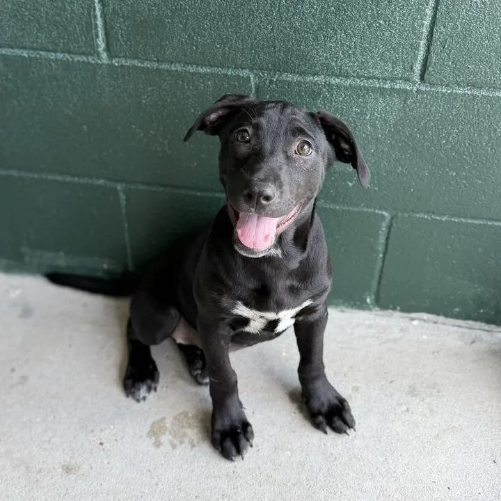 A baby small-sized female Black Labrador Retriever dog named Oshkosh for adoption in Carencro, LA