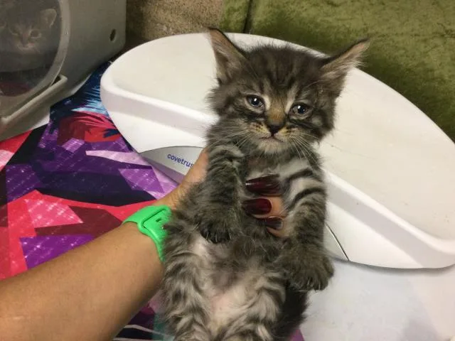 A baby small-sized male Domestic Long Hair cat named Mayo for adoption in Riverside, CA