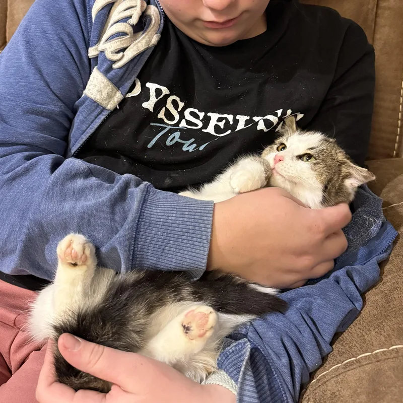 A young medium-sized male Gray & White Domestic Short Hair cat named Tango for adoption in Milwaukee, WI