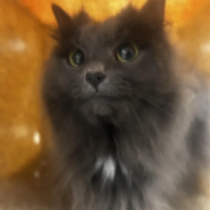 An adult medium-sized female Gray / Blue / Silver Domestic Long Hair cat named Luna Tuna for adoption in Philadelphia, PA
