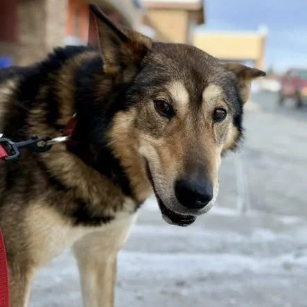 A senior large-sized male Husky dog named Beaver for adoption in Chugiak, AK