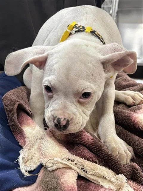 A baby small-sized female Pit Bull Terrier dog named Hallie for adoption in Upper Marlboro, MD