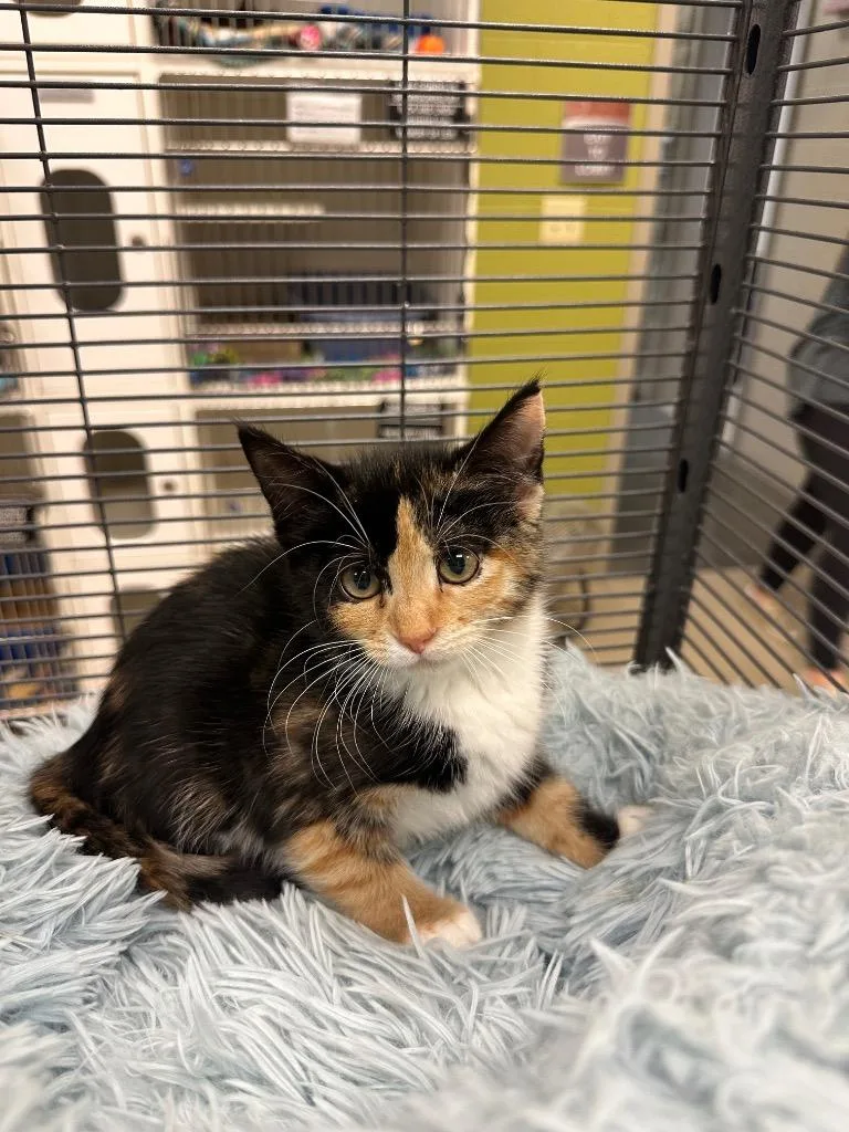 A baby medium-sized female Domestic Short Hair cat named Godiva for adoption in Johnson City, TN
