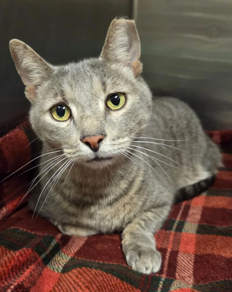 An adult small-sized male Domestic Short Hair cat named Harrison Ford for adoption in Ocala, FL