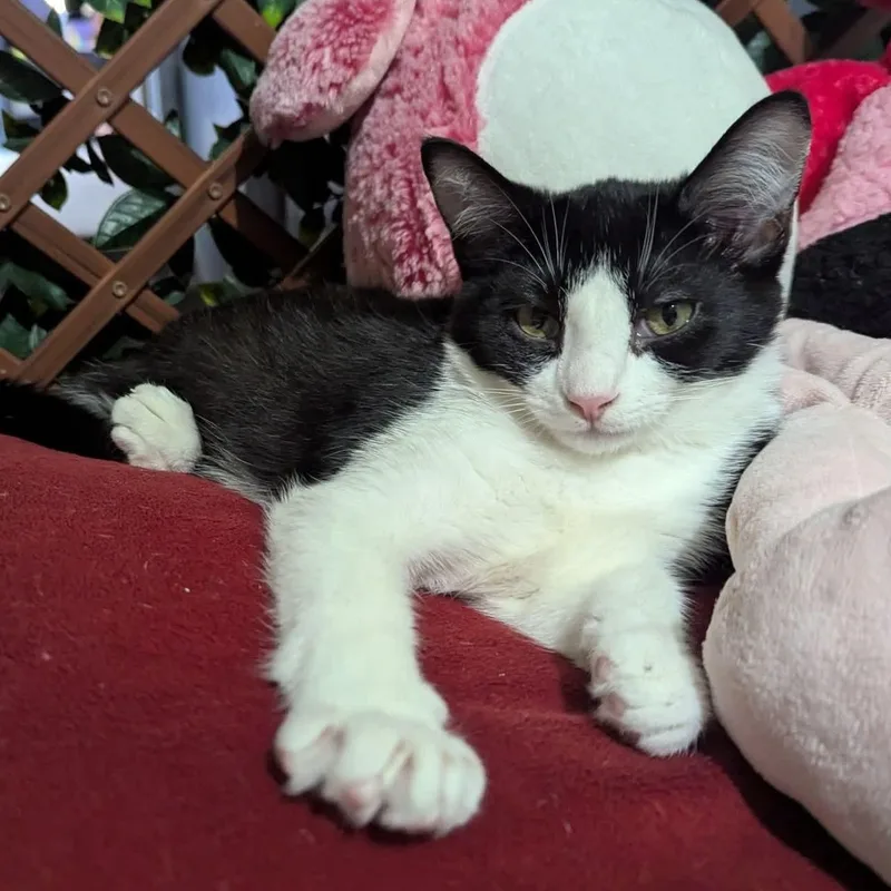A baby medium-sized male Tuxedo cat named Goose for adoption in Kentwood, MI