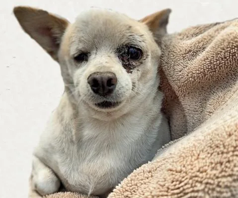A senior small-sized male Chihuahua dog named Tumbleweed for adoption in Tucson, AZ