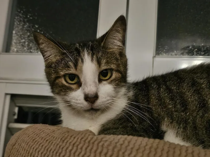 Manchita thumbnail 2