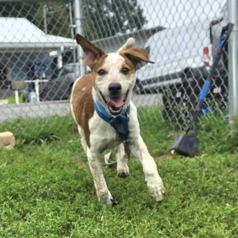 A young small-sized female Brown / Chocolate Mixed Breed dog named Lainey for adoption in Jefferson city, TN