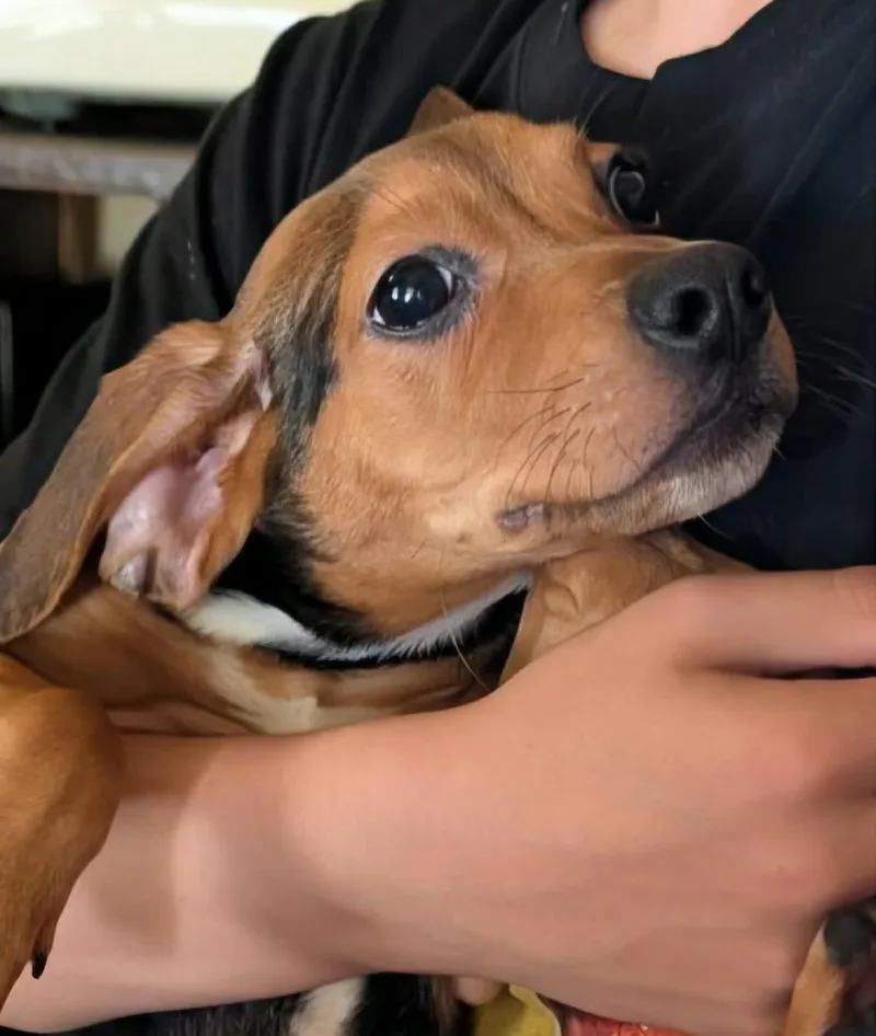 Duke thumbnail 2