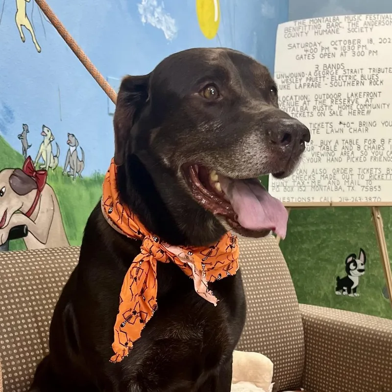 An adult large-sized male Brown / Chocolate Chocolate Labrador Retriever dog named Hank for adoption in Palestine, TX