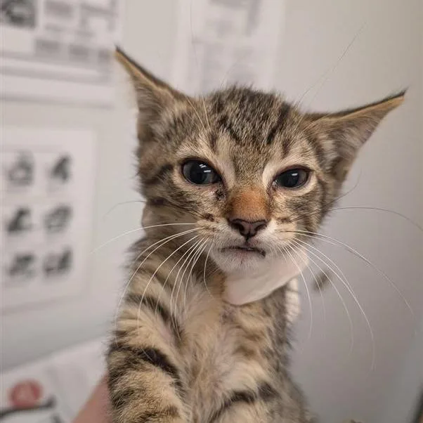 A baby small-sized female Brown / Chocolate Domestic Short Hair cat named Doritos Locos Tacos for adoption in Jacksonville, FL