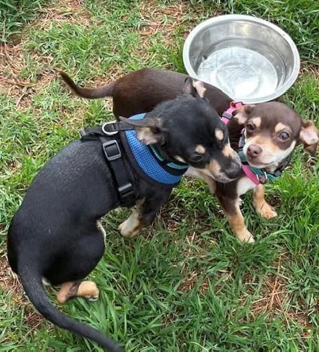 A baby small-sized male Bicolor Chihuahua dog named Frankie & Frannie for adoption in Oklahoma City, OK