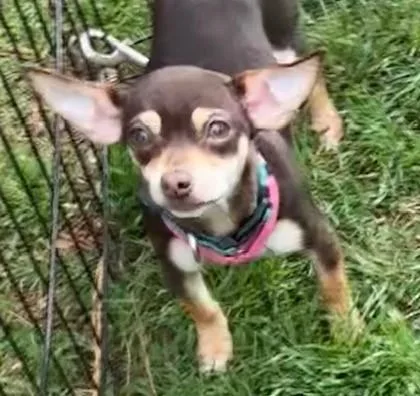 Frankie & Frannie thumbnail 2