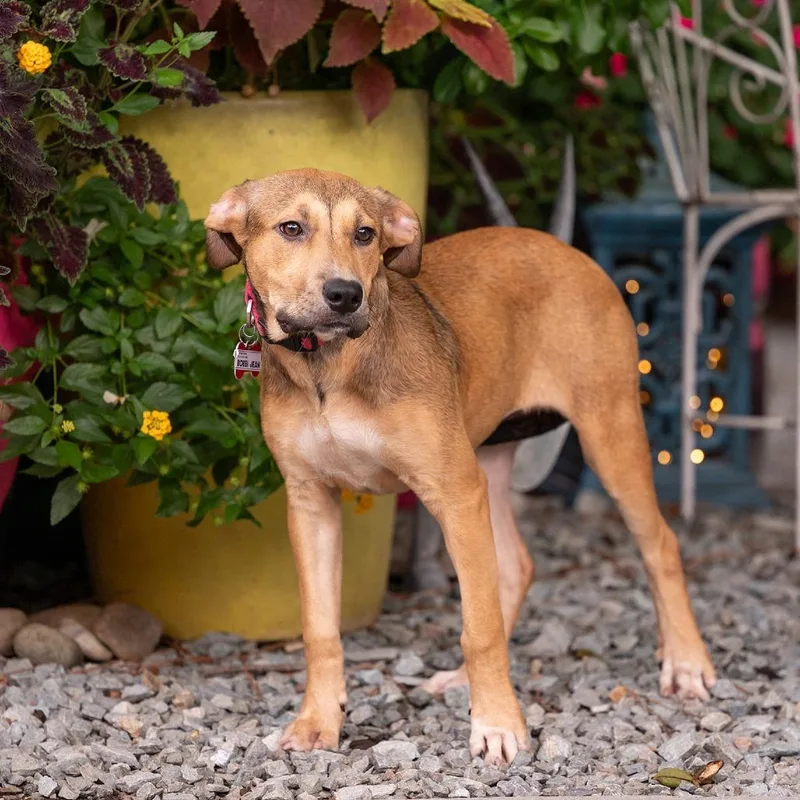 A young medium-sized female Yellow / Tan / Blond / Fawn Labrador Retriever dog named Bobbi Jean for adoption in Wake Forest, NC