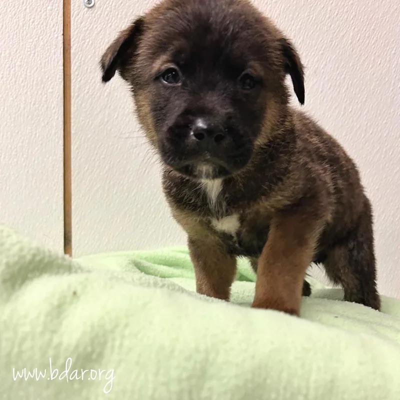 A baby medium-sized male Brown / Chocolate Mixed Breed dog named Zero for adoption in Cheyenne, WY