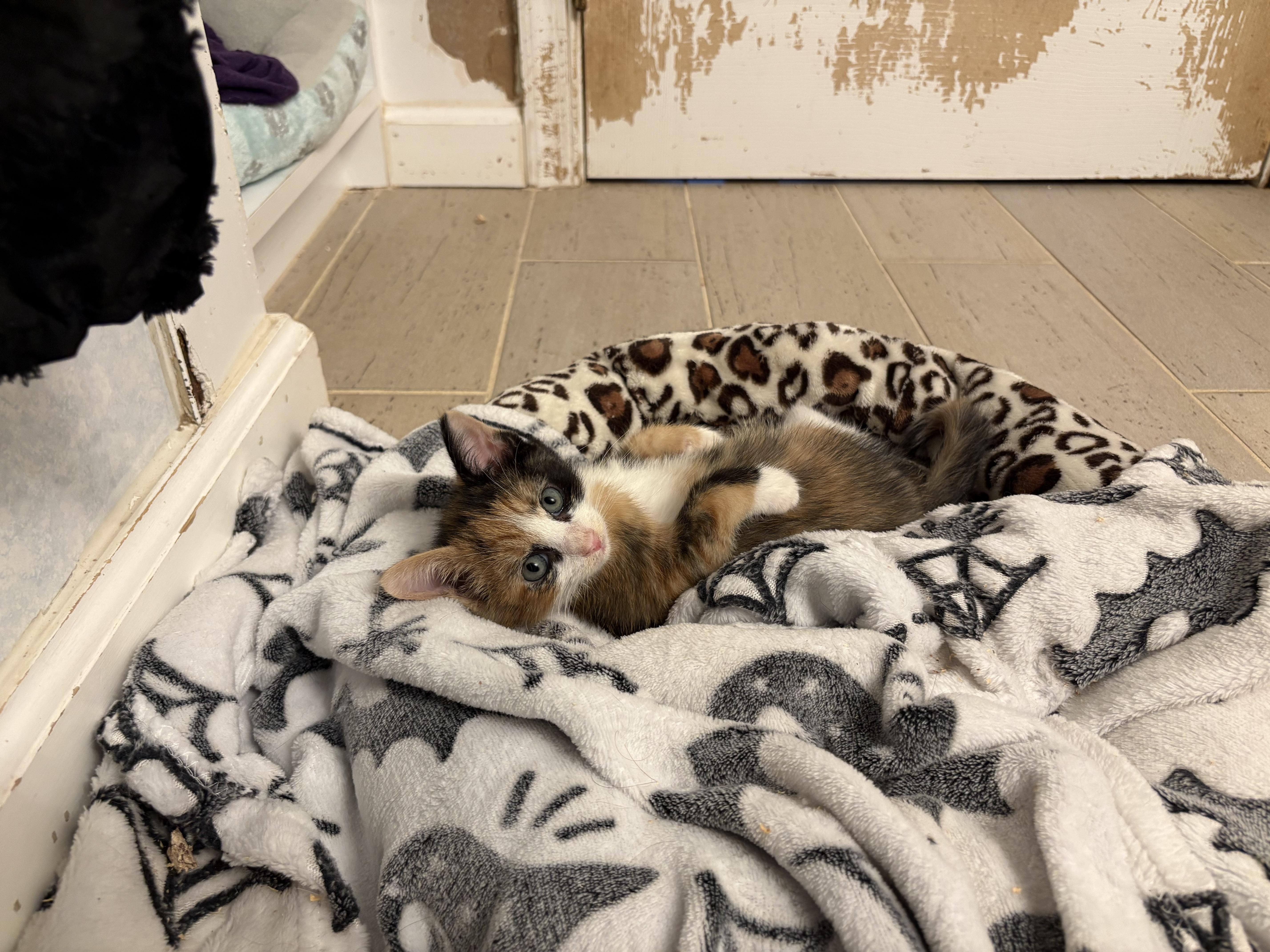 A baby medium-sized female Calico Domestic Short Hair cat named Mabel for adoption in Chesapeake Beach, MD