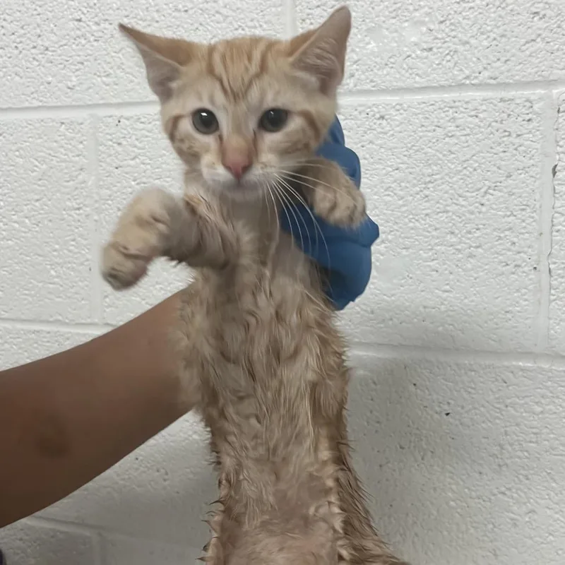 A young small-sized male Domestic Short Hair cat named Jackie Chan for adoption in Edinburg, TX
