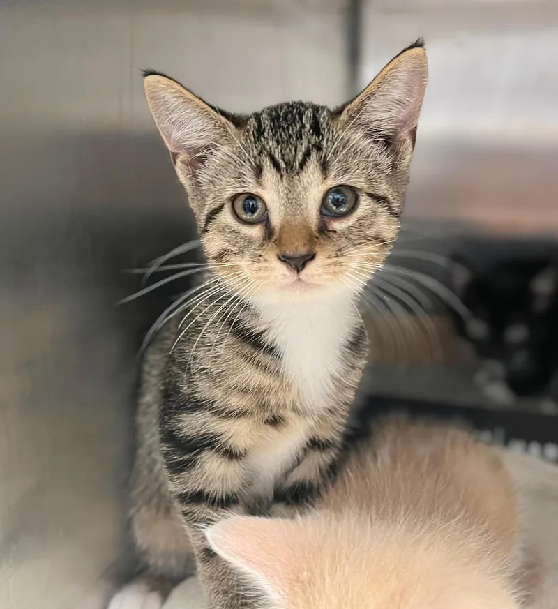 A baby medium-sized female Tabby (Brown / Chocolate) Domestic Short Hair cat named Honeymaren for adoption in Seville, OH